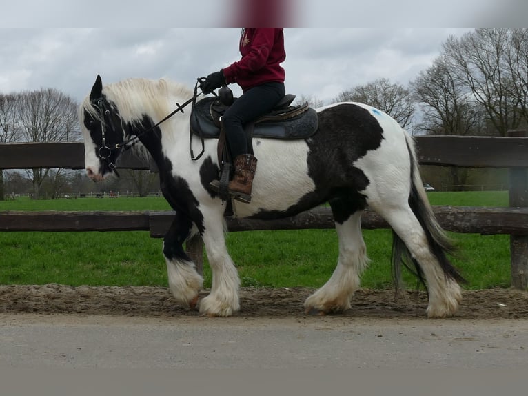 Tinker Jument 11 Ans 133 cm Pinto in Lathen