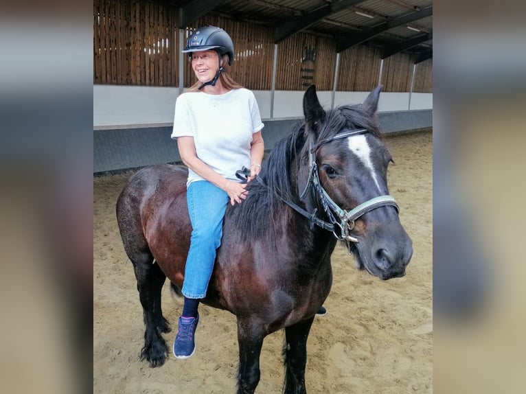Tinker Jument 11 Ans 140 cm Bai brun foncé in Oerlinghausen