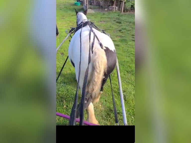 Tinker Jument 11 Ans 143 cm Pinto in Heiligengrabe