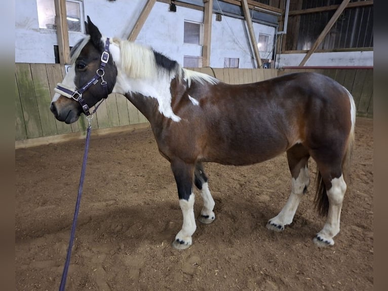 Tinker Croisé Jument 11 Ans 145 cm Tobiano-toutes couleurs in Biedesheim