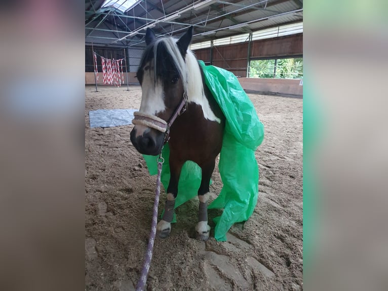 Tinker Croisé Jument 11 Ans 145 cm Tobiano-toutes couleurs in Biedesheim