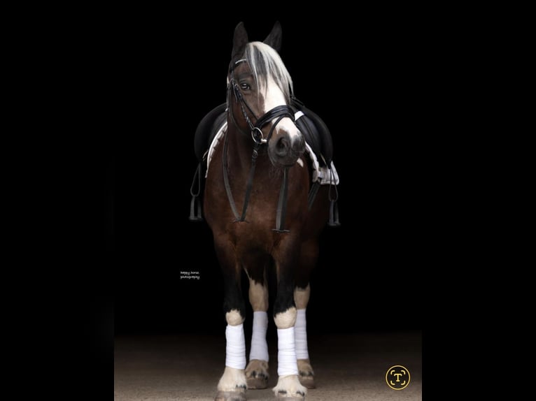 Tinker Croisé Jument 11 Ans 145 cm Tobiano-toutes couleurs in Biedesheim