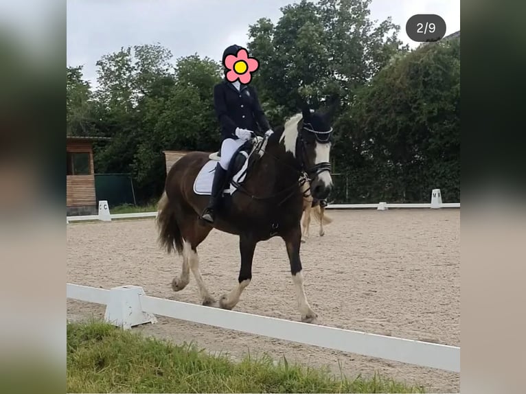 Tinker Croisé Jument 11 Ans 145 cm Tobiano-toutes couleurs in Biedesheim