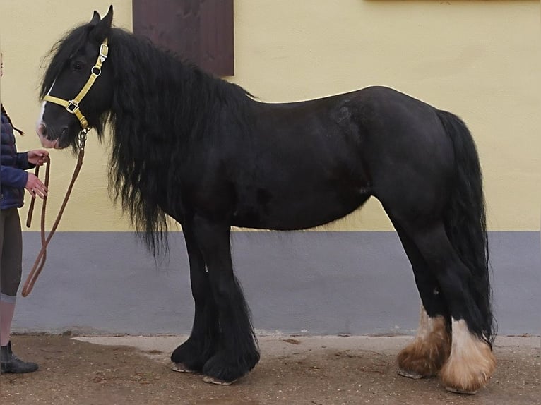 Tinker Croisé Jument 11 Ans 148 cm Noir in Kirchensittenbach