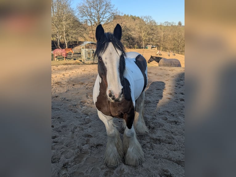 Tinker Jument 11 Ans 148 cm Pinto in Morsbach