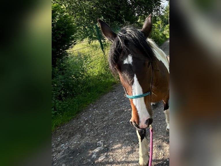 Tinker Croisé Jument 11 Ans 150 cm Pinto in Datteln