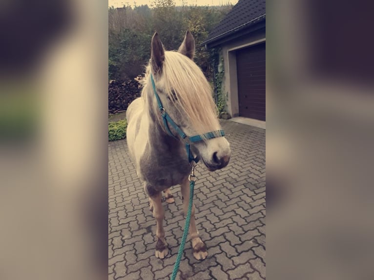 Tinker Croisé Jument 11 Ans 166 cm Blanc in Vlotho
