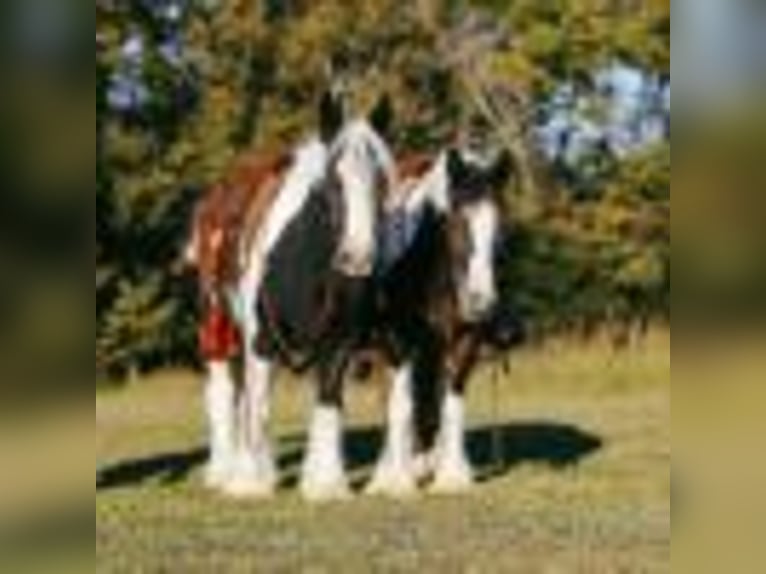 Tinker Jument 11 Ans Tobiano-toutes couleurs in Petersburg TN