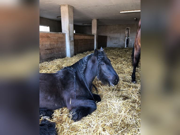 Tinker Jument 12 Ans 141 cm Bai brun foncé in Sulgen