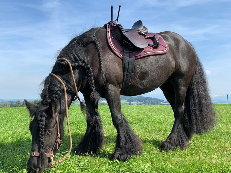 Tinker Jument 12 Ans 141 cm Bai brun foncé in Sulgen