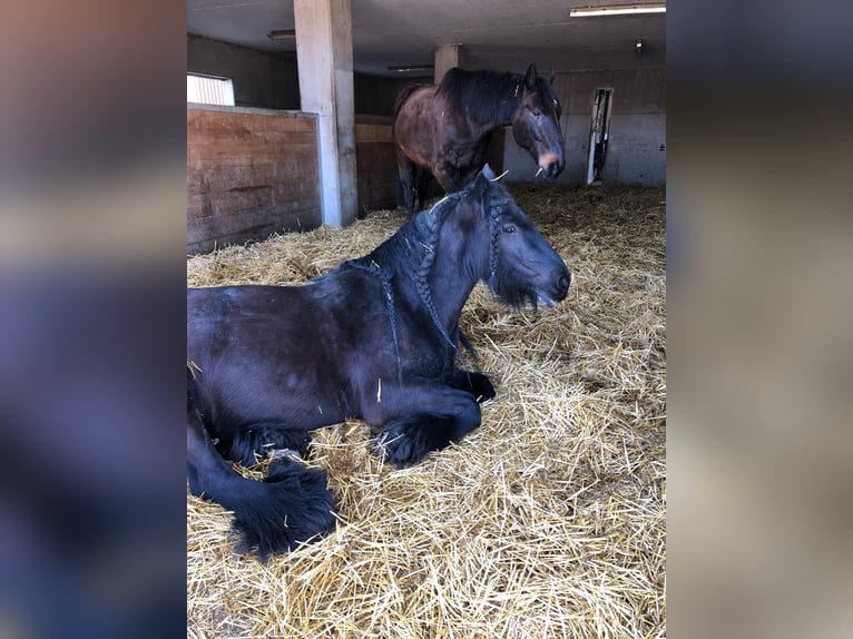 Tinker Jument 12 Ans 141 cm Bai brun foncé in Sulgen