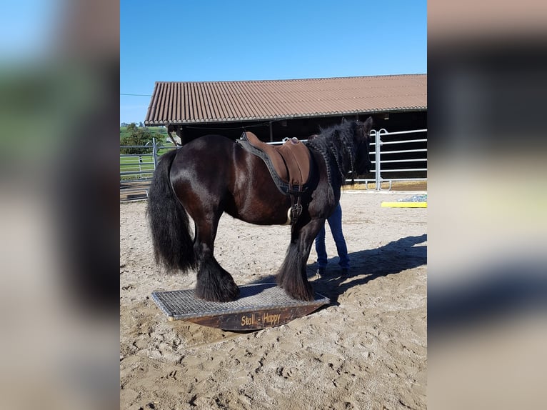 Tinker Jument 12 Ans 141 cm Bai brun foncé in Sulgen