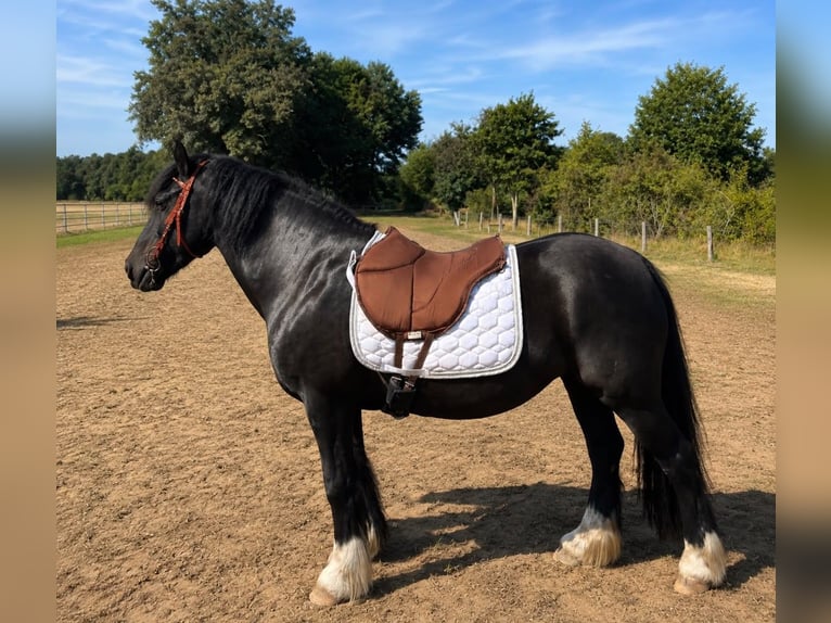 Tinker Jument 12 Ans 141 cm Noir in Lathen