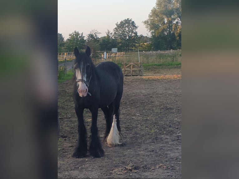 Tinker Jument 12 Ans 142 cm Noir in Tornesch