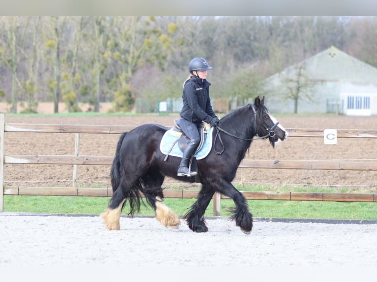 Tinker Jument 12 Ans 142 cm Noir in Pepingen