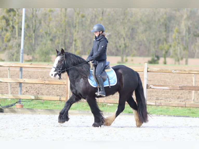 Tinker Jument 12 Ans 142 cm Noir in Pepingen