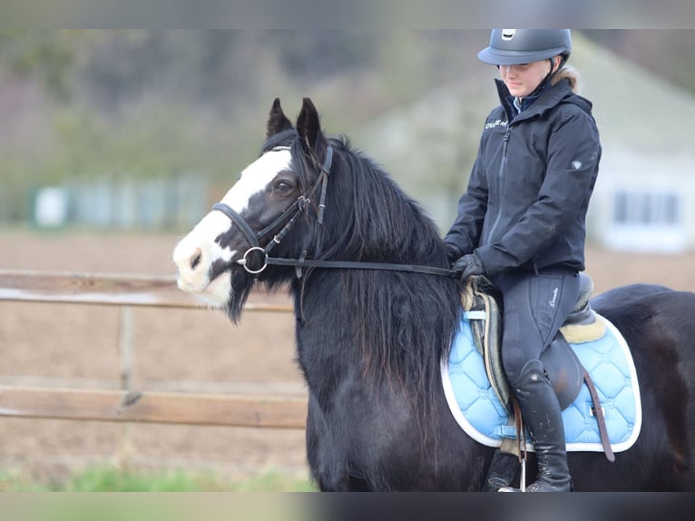 Tinker Jument 12 Ans 142 cm Noir in Pepingen