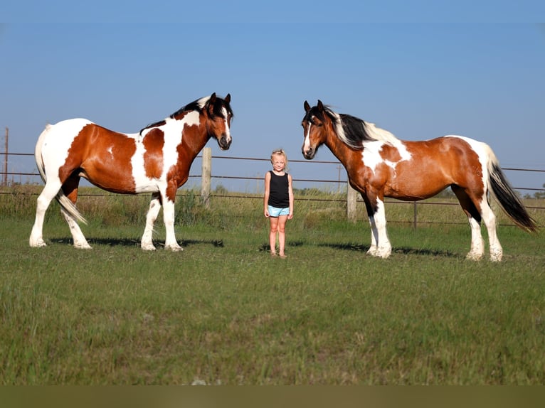 Tinker Croisé Jument 12 Ans 142 cm Pinto in Ripley