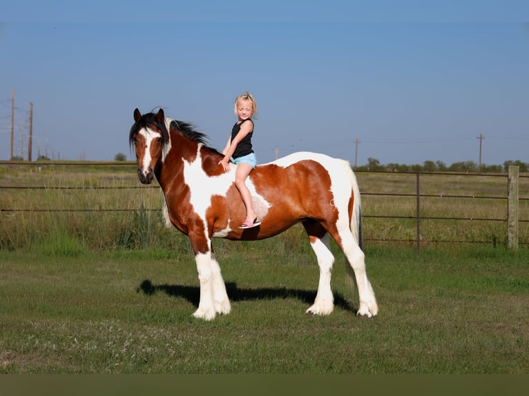 Tinker Croisé Jument 12 Ans 142 cm Pinto in Ripley
