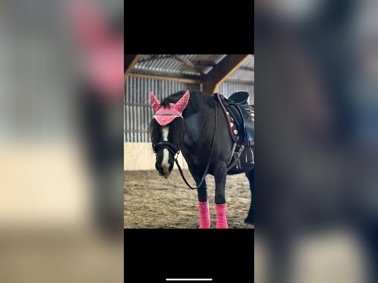 Tinker Jument 12 Ans 145 cm Noir in Overath