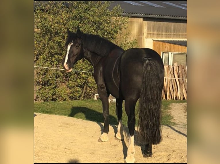 Tinker Jument 12 Ans 145 cm Noir in Overath