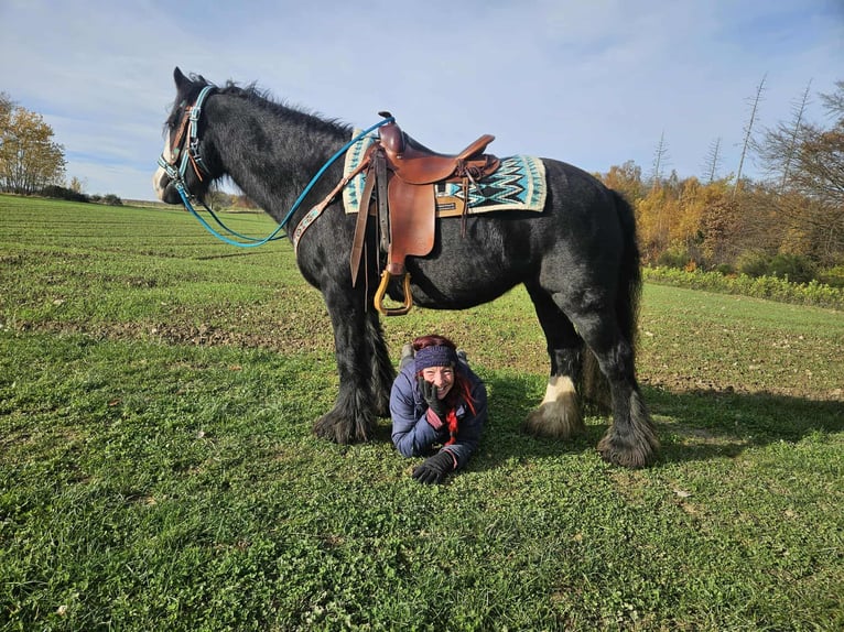 Tinker Jument 12 Ans 145 cm Noir in Linkenbach