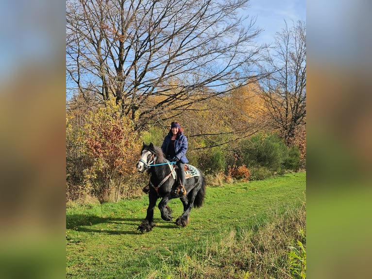 Tinker Jument 12 Ans 145 cm Noir in Linkenbach