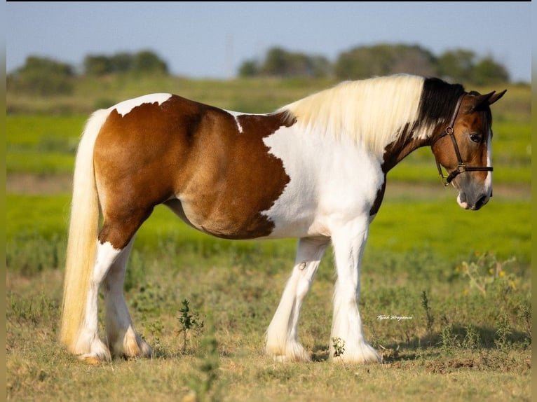 Tinker Jument 12 Ans 145 cm Pinto in Hillsboro