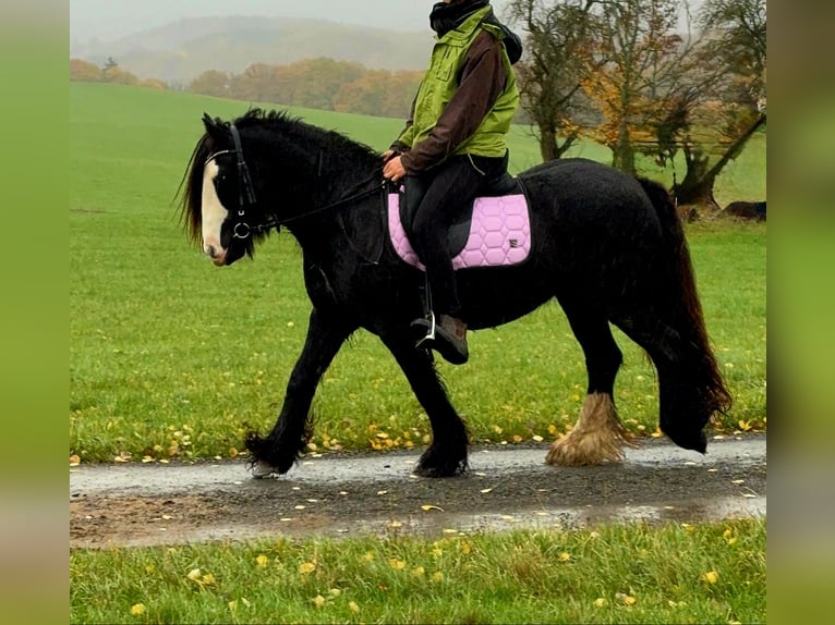 Tinker Jument 12 Ans 146 cm Noir in Blankenheim