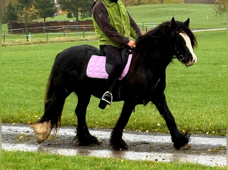 Tinker Jument 12 Ans 146 cm Noir in Blankenheim