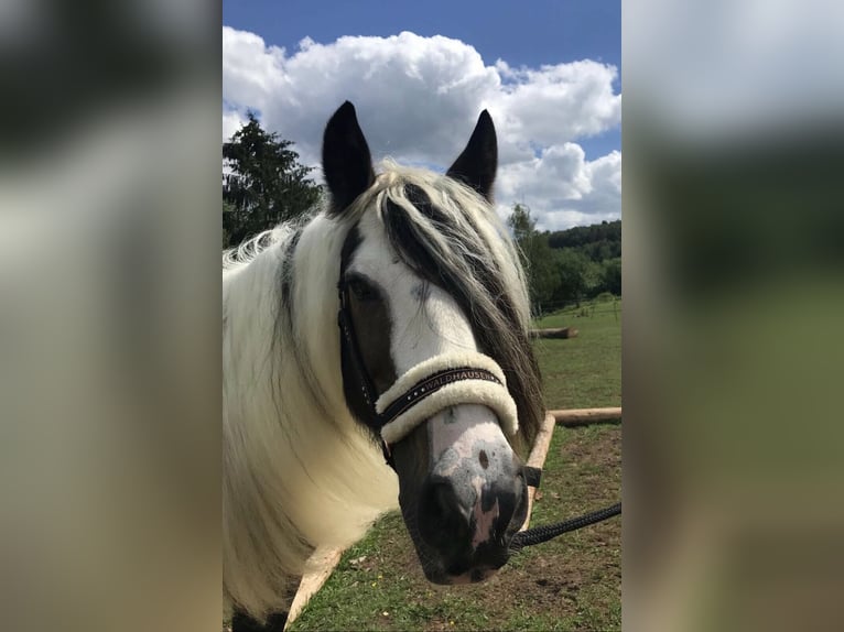 Tinker Jument 12 Ans 146 cm Pinto in Wachtberg