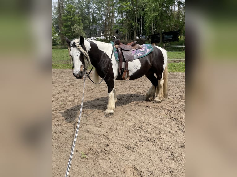 Tinker Jument 12 Ans 146 cm Pinto in Wachtberg