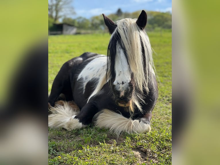 Tinker Jument 12 Ans 146 cm Pinto in Wachtberg