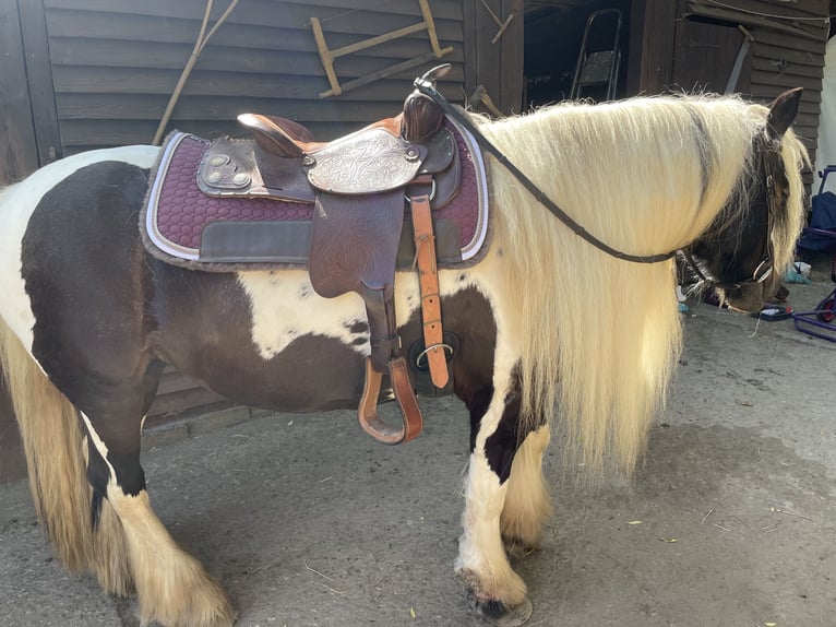 Tinker Jument 12 Ans 146 cm Pinto in Wachtberg