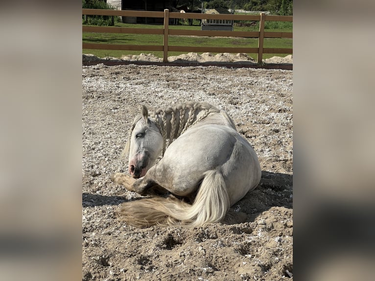 Tinker Jument 12 Ans 147 cm Gris in Rehfelde