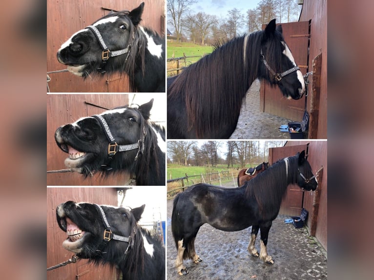 Tinker Croisé Jument 12 Ans 148 cm Pinto in Aabenraa