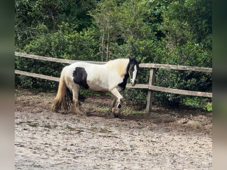 Tinker Jument 12 Ans 152 cm Pinto in Dötlingen