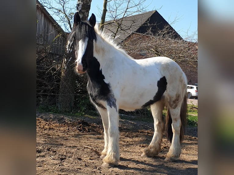 Tinker Jument 12 Ans 152 cm Pinto in Dötlingen