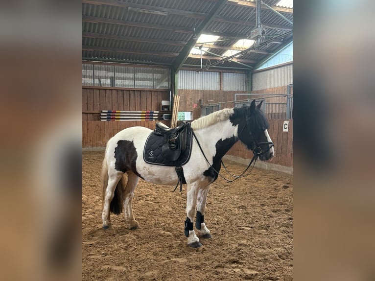 Tinker Jument 12 Ans 152 cm Pinto in Dötlingen