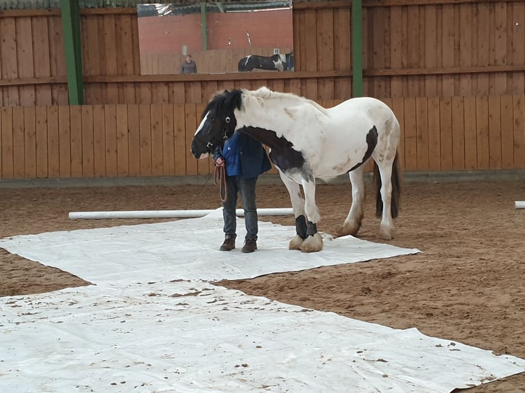 Tinker Jument 12 Ans 152 cm Pinto in Dötlingen
