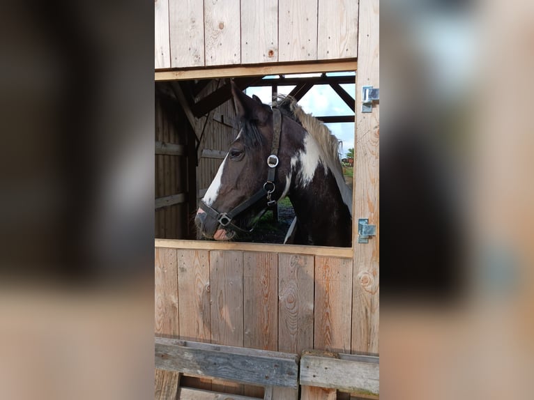 Tinker Jument 12 Ans 152 cm Pinto in Aabenraa
