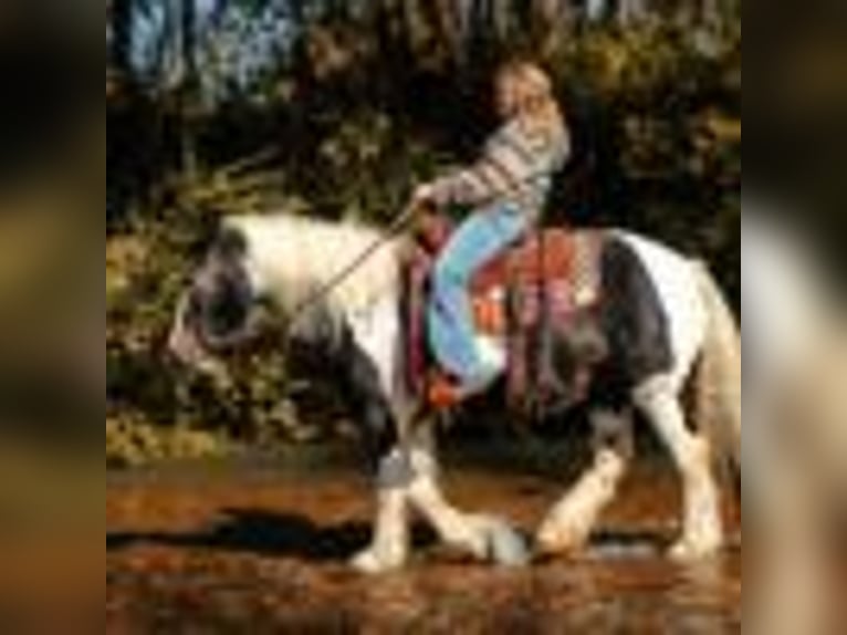 Tinker Jument 12 Ans Tobiano-toutes couleurs in Petersburg TN