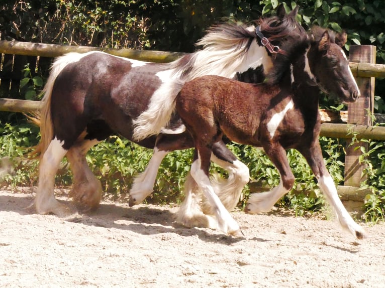 Tinker Jument 13 Ans 128 cm in Dorsten
