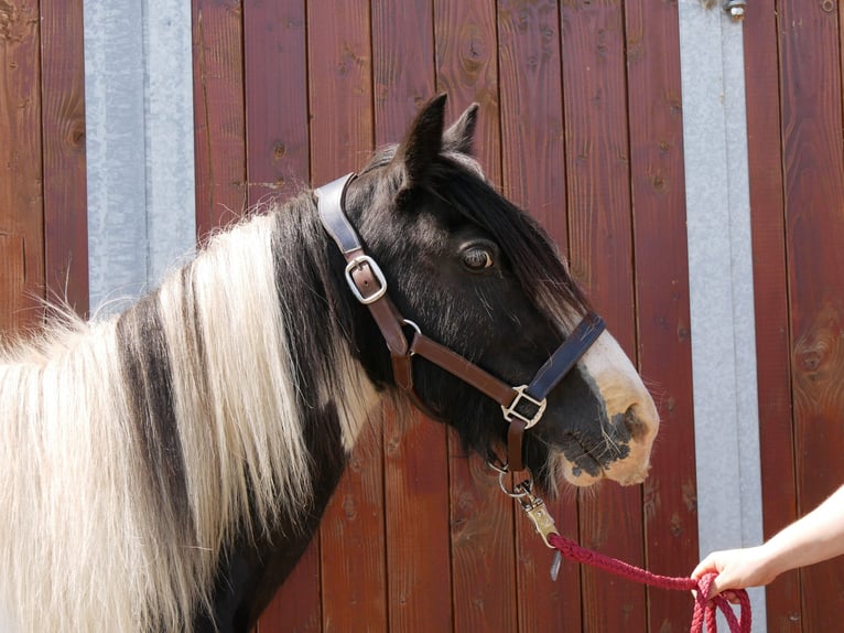 Tinker Jument 13 Ans 128 cm in Dorsten