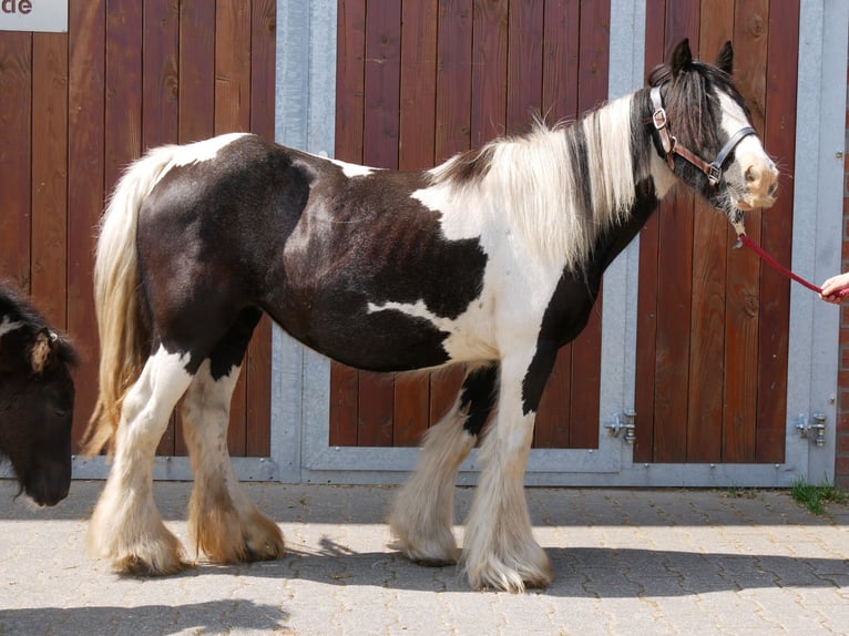 Tinker Jument 13 Ans 128 cm in Dorsten