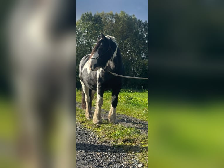 Tinker Jument 13 Ans 133 cm Pinto in Mettingen
