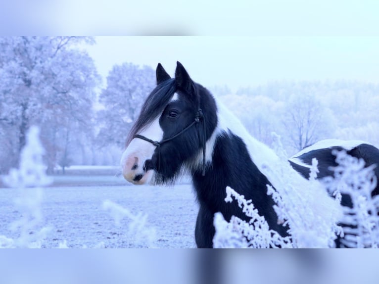 Tinker Jument 13 Ans 133 cm Pinto in Mettingen