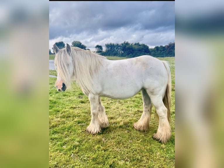 Tinker Jument 13 Ans 140 cm Gris in Patersdorf