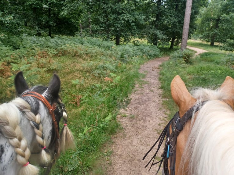 Tinker Jument 13 Ans 140 cm Pinto in Wassenberg