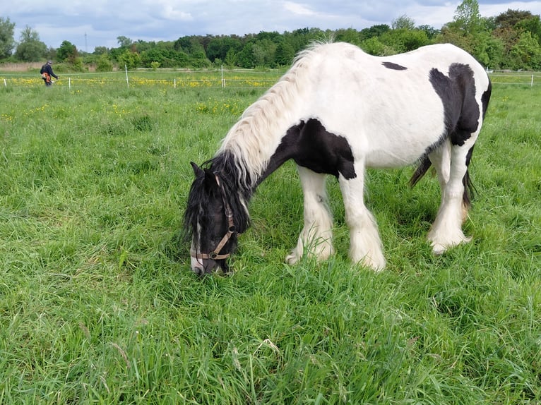 Tinker Jument 13 Ans 145 cm Pinto in Kandel